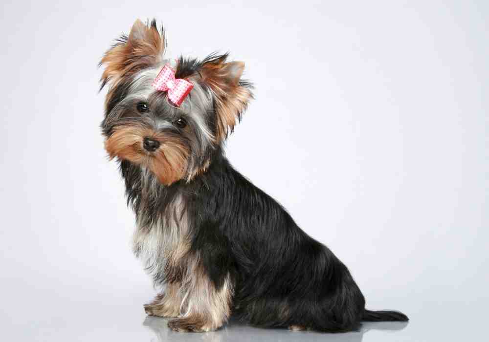 A yorkshire Terrier (yorkie) puppy, one of the most popular small breed puppies