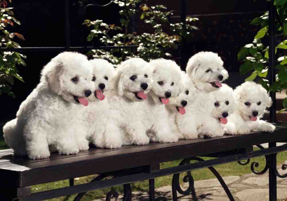 A lineup of adorable white fluffy puppies to choose from.