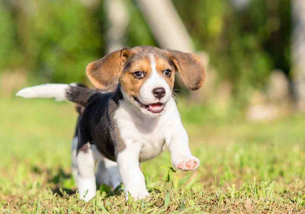 Beagle puppy, a popular medium sized puppy breed