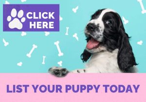 List Your Puppy today. Click here.