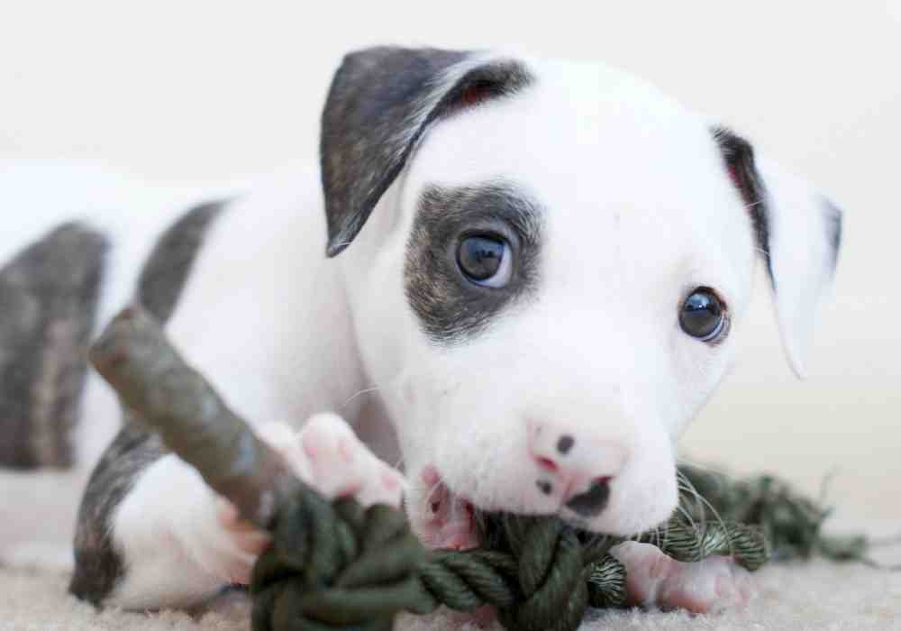 American Pit Bull Terrier (Pitbull) puppy with white coat and Grey markings.