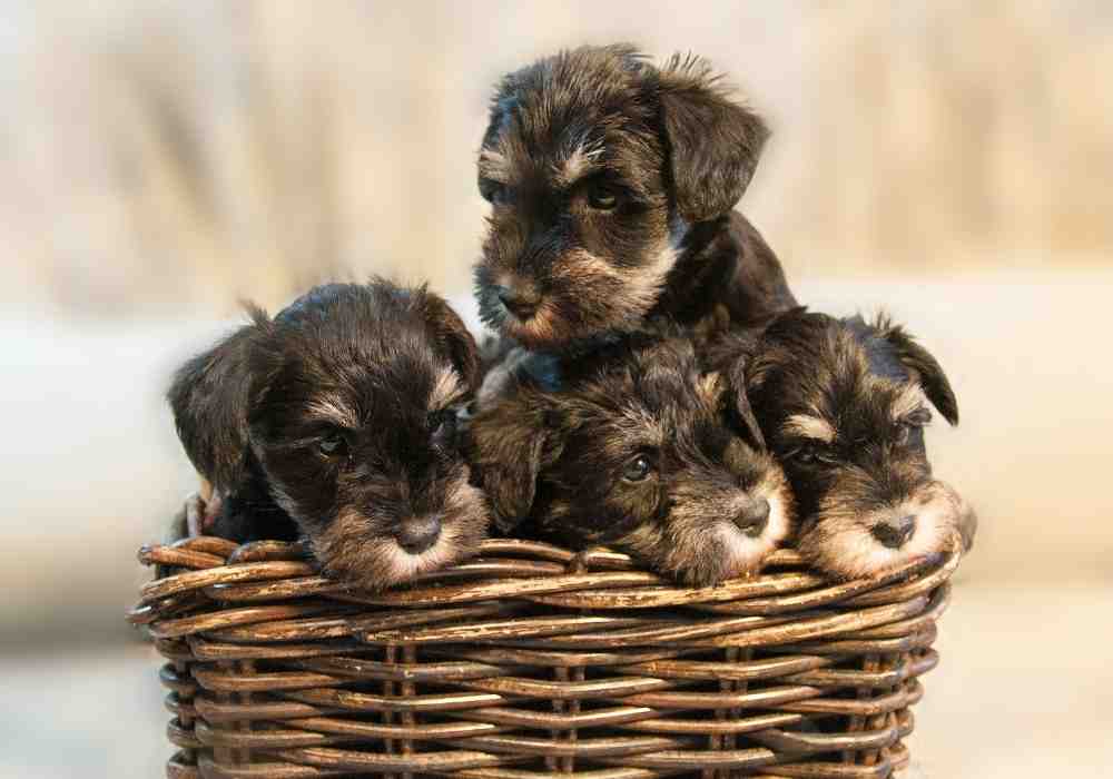 4 Miniature Schnauzer Puppies in a basket. They appear to be 8 weeks old.
