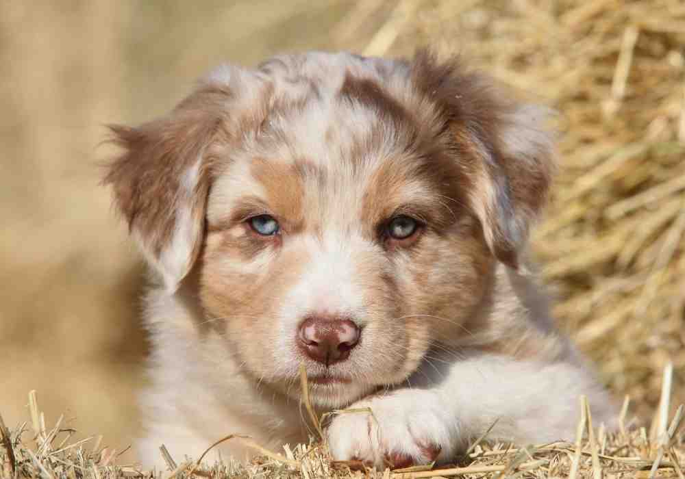Medium sized puppy breed - the Australian Shepherd puppy breed
