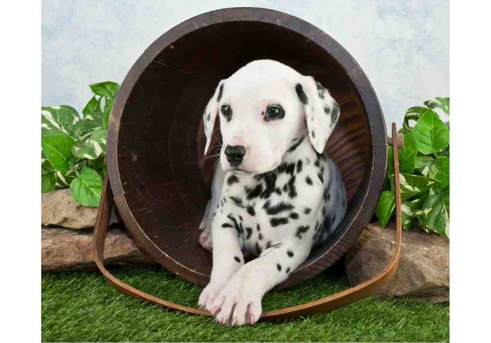 Dalmatian puppy poses in a barrel
