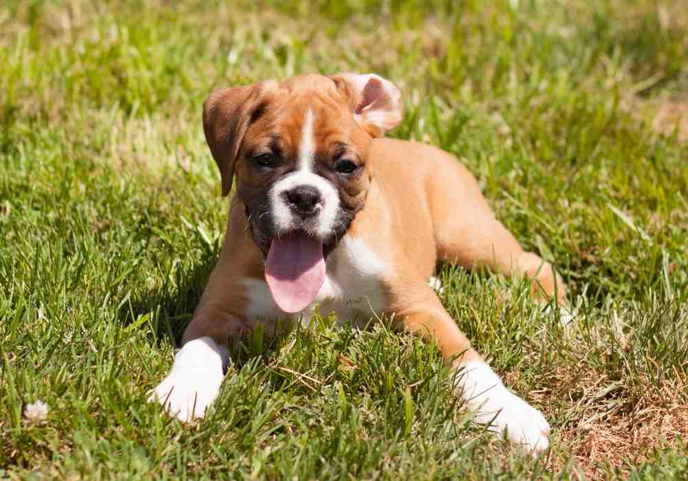 Adorable 3 month old Boxer puppy lies panting on the grass.