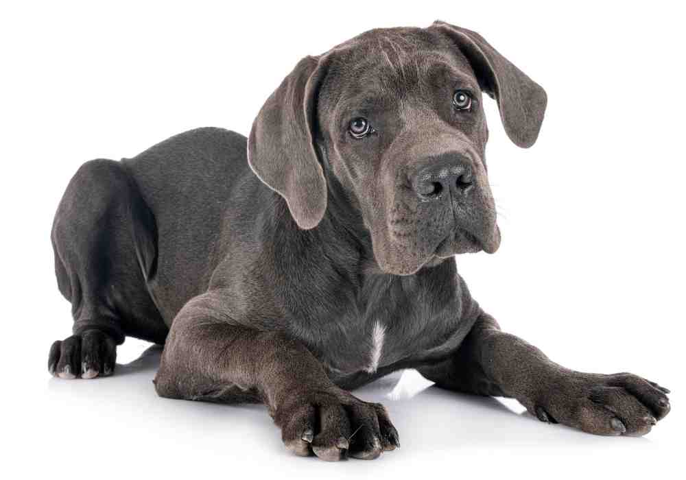 A giant gray great Dane puppy laying down.