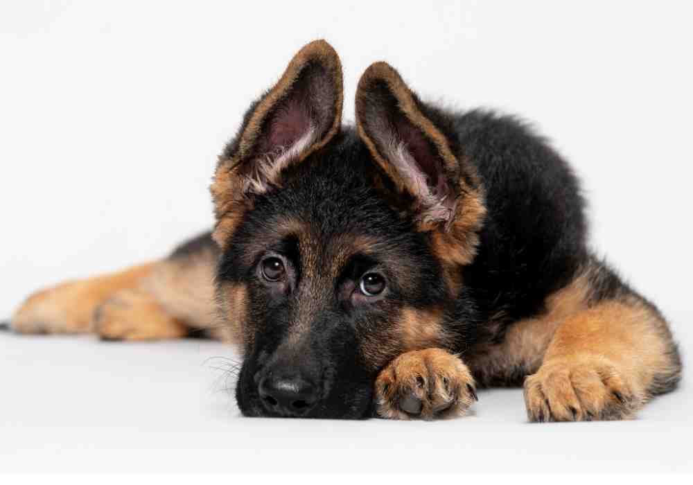 A cute German Shepherd puppy with floppy ears