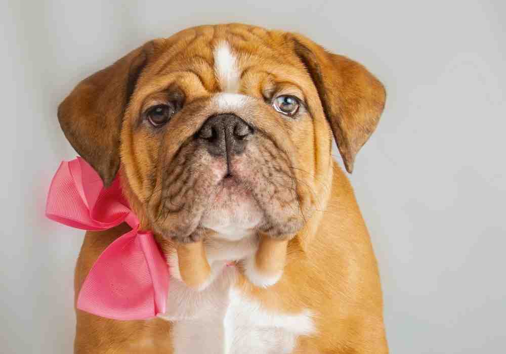 adorable puppy wearing pink bow
