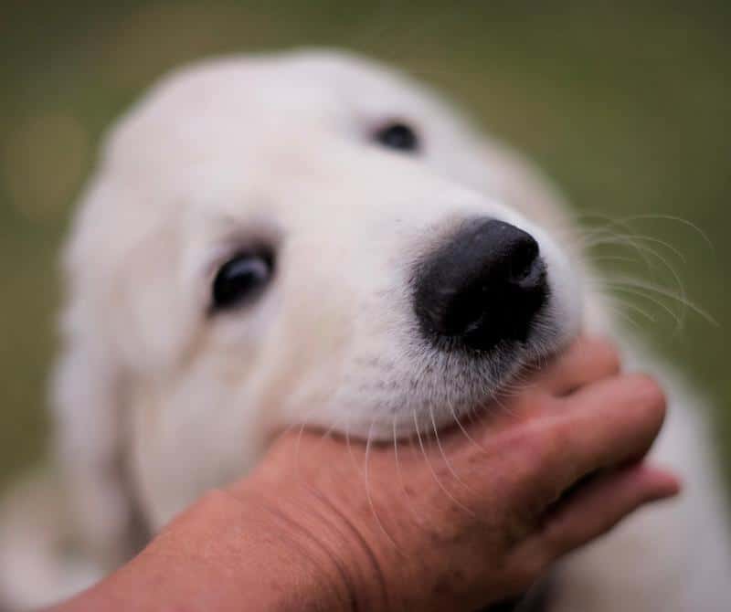 Puppy Training- teaching puppy not to bite