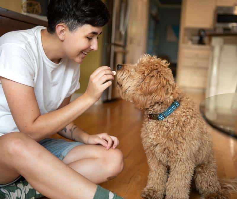 Labradoodle Puppy gingerly takes a treat from owner