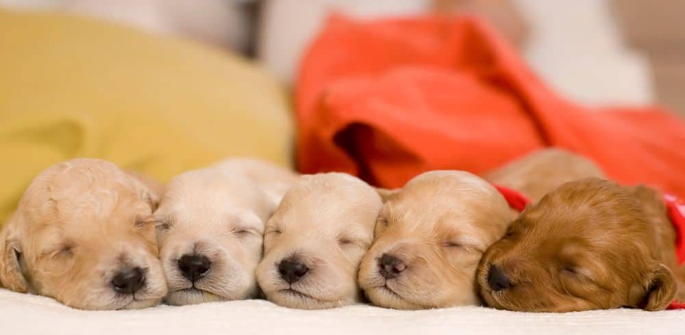 golden retriever puppies sleeping
