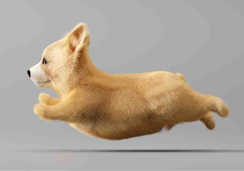 flying welsh corgi puppy