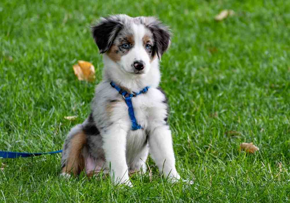 Another adorable mid sized Australian Shepherd puppy. 