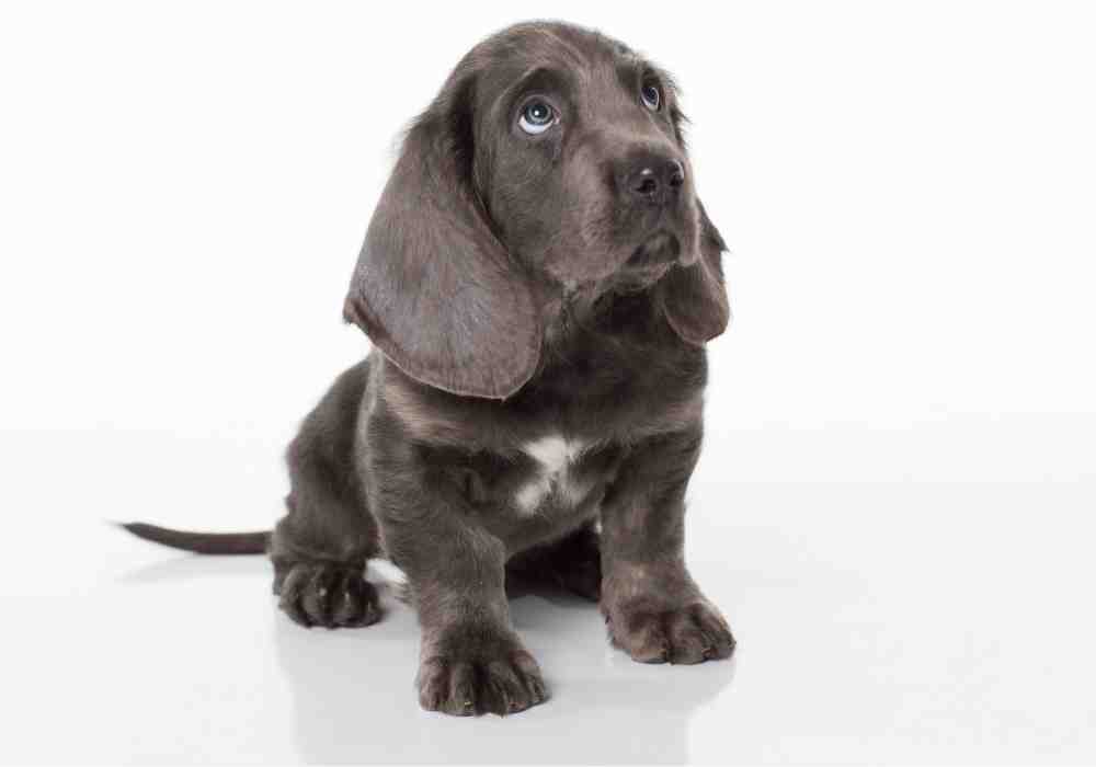 Miniature Dachshund puppy with gray coat and giant ears