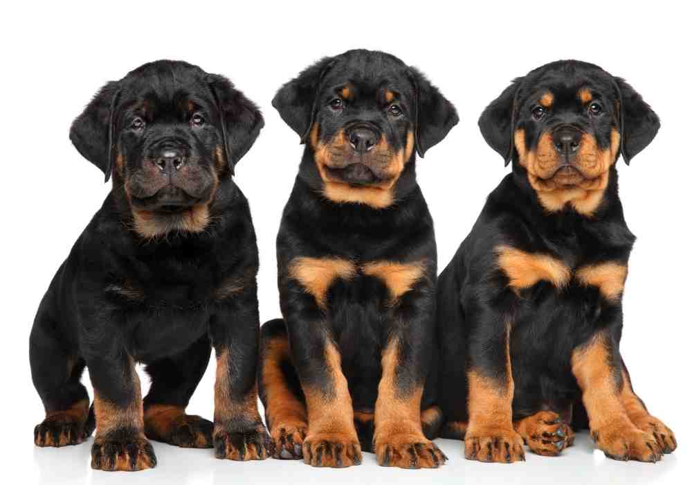 Trio of Rottweiler puppies, a very popular large sized puppy breed.