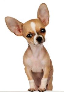 smooth coat chihuahua with gigantic ears.