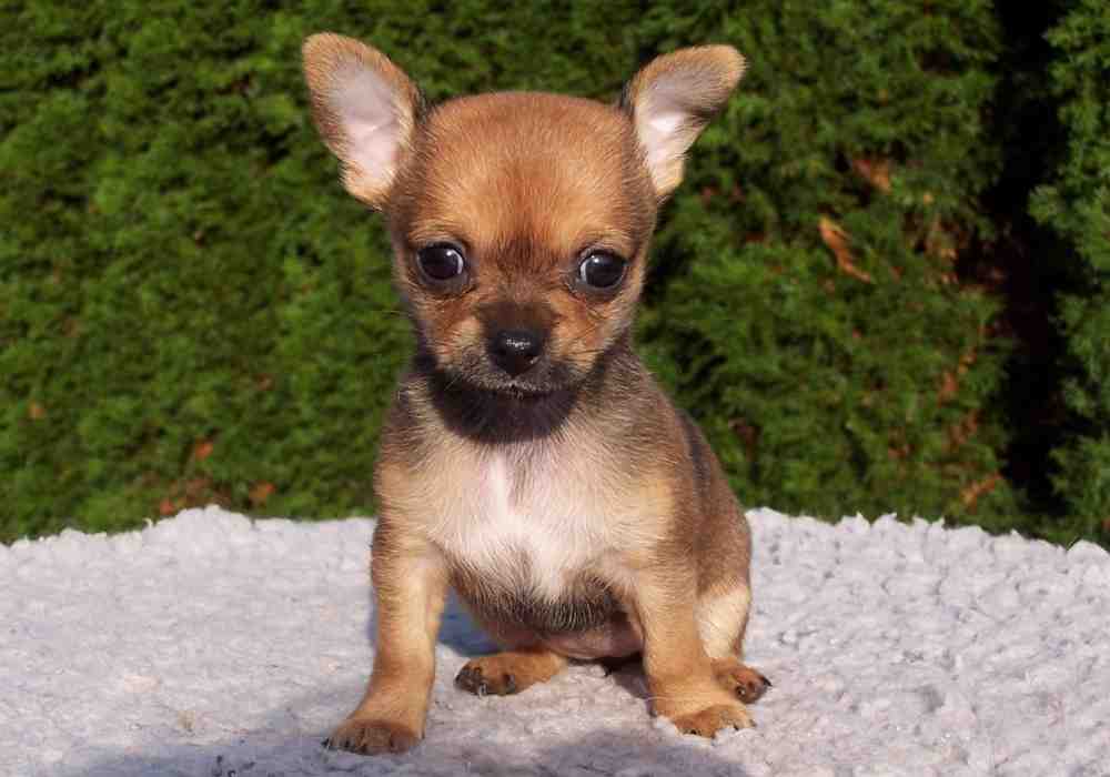 An adorable and very small Chihuahua puppy.